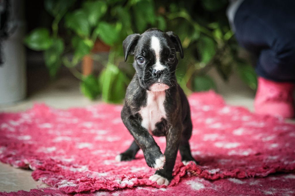 Des Fontaines De Nolibos - Chiot disponible  - Boxer