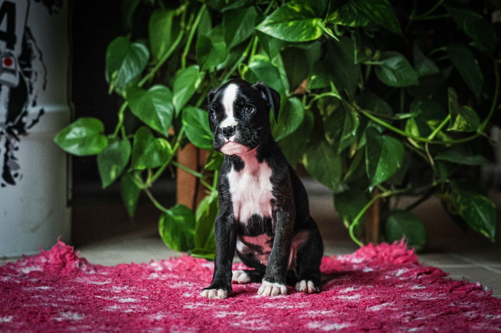 Des Fontaines De Nolibos - Chiot disponible  - Boxer