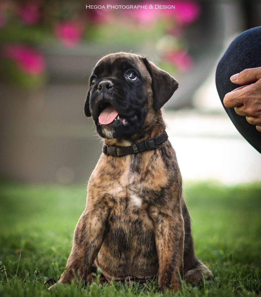 Des Fontaines De Nolibos - Chiots disponibles 