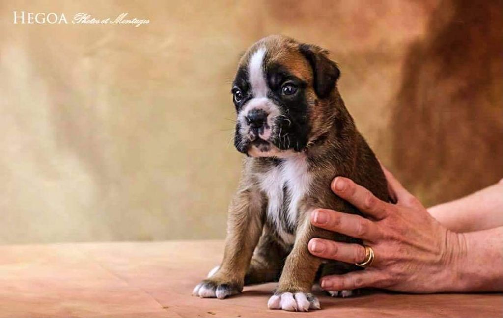 Chiots nés en 2021