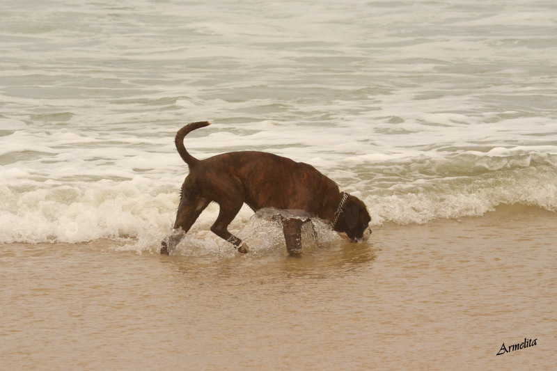 Plage 2013