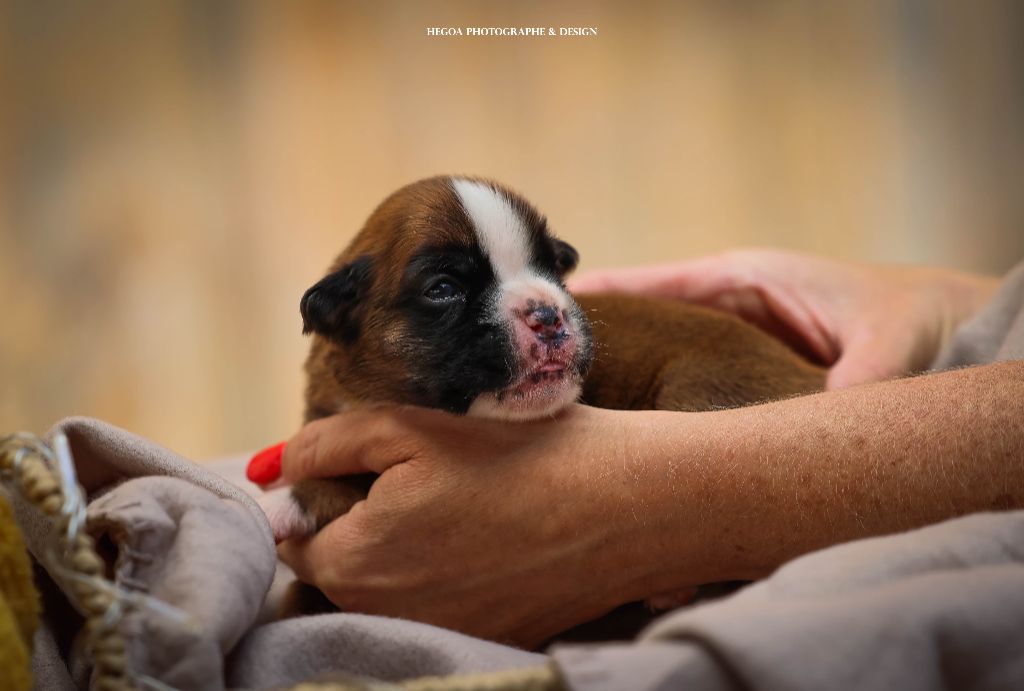 Des Fontaines De Nolibos - Chiots disponibles - Boxer