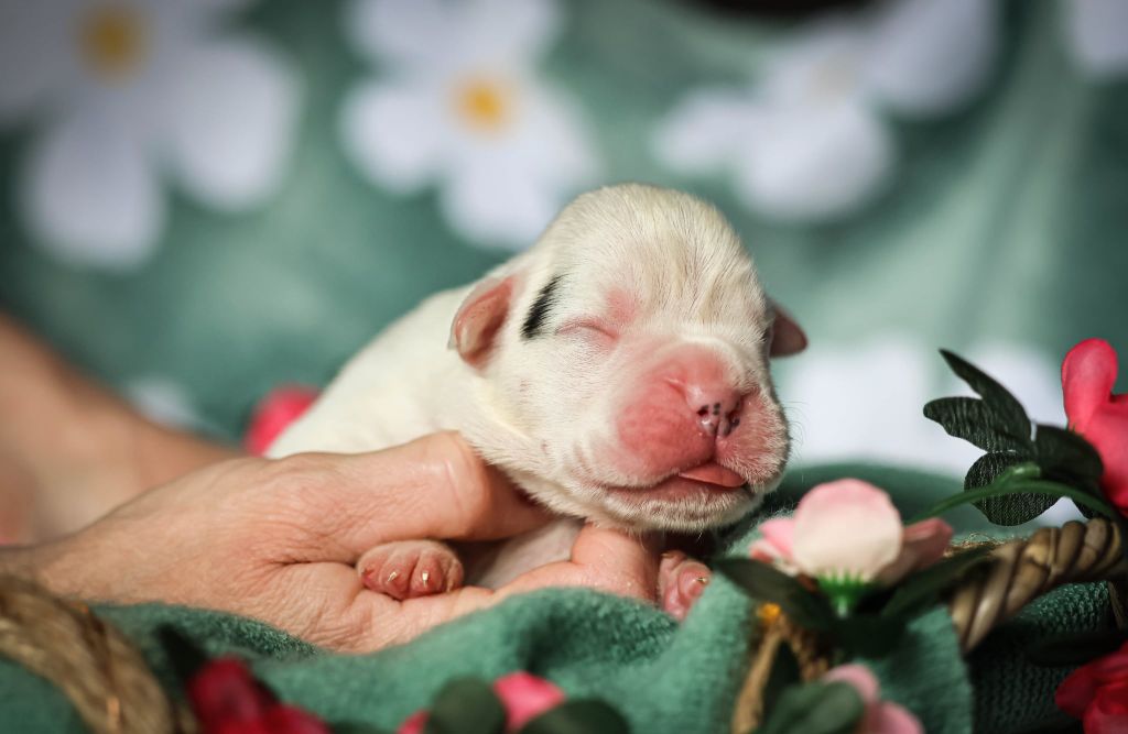 Des Fontaines De Nolibos - Chiots disponibles - Boxer