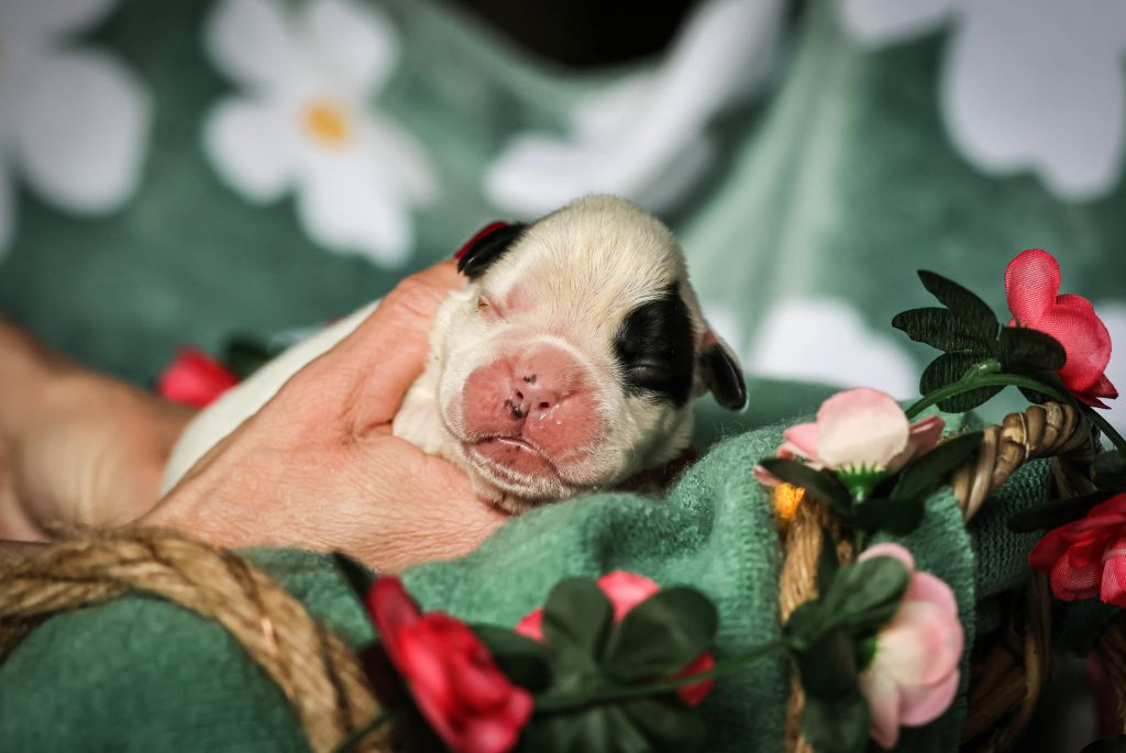 Des Fontaines De Nolibos - Chiots disponibles - Boxer
