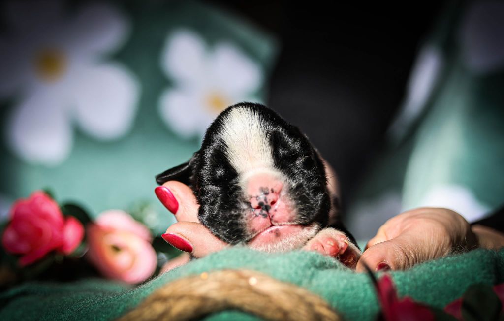 Des Fontaines De Nolibos - Chiots disponibles - Boxer