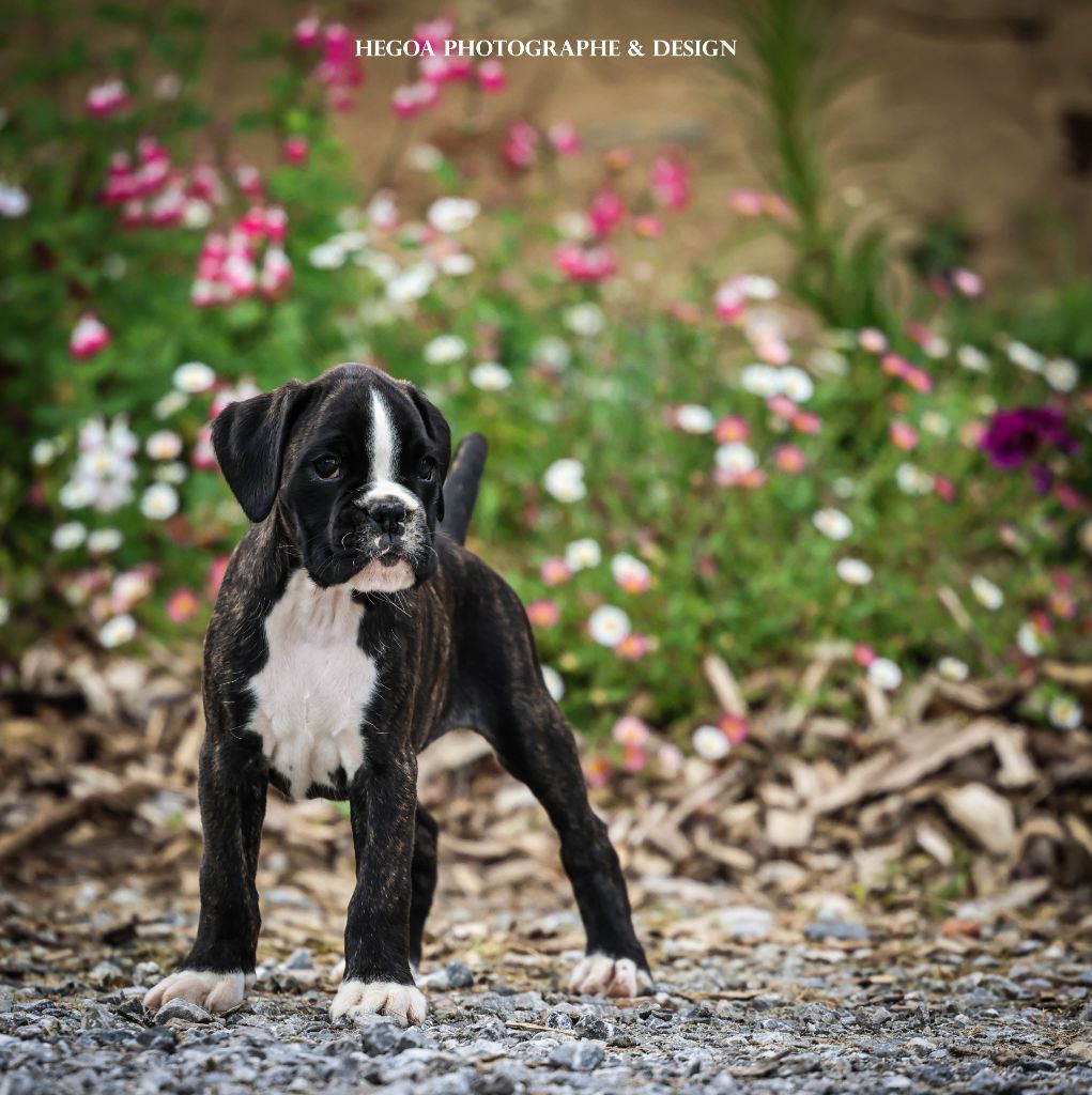 Des Fontaines De Nolibos - Chiots disponibles - Boxer
