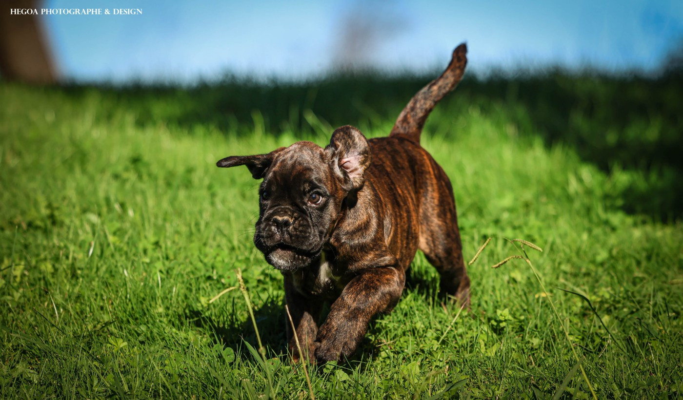 Des Fontaines De Nolibos - Chiots disponibles - Boxer