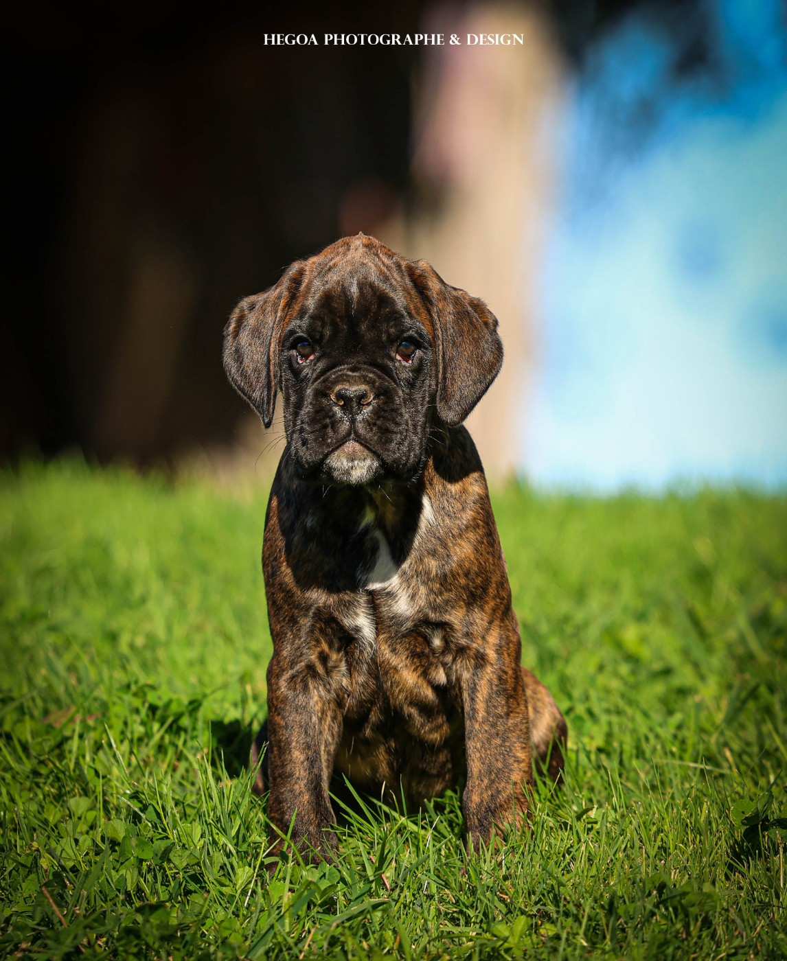 Des Fontaines De Nolibos - Chiots disponibles - Boxer