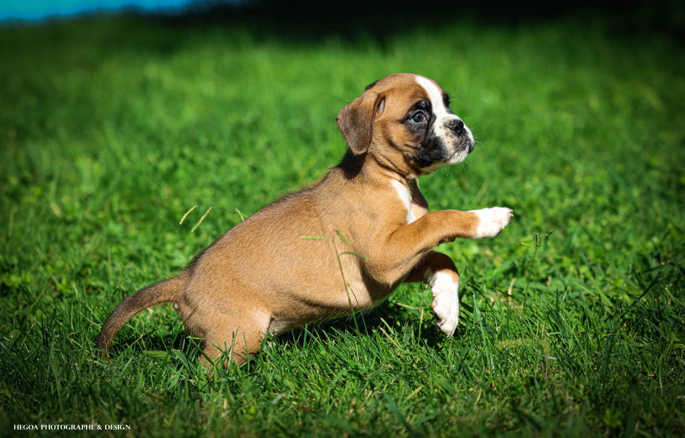 Des Fontaines De Nolibos - Chiots disponibles - Boxer