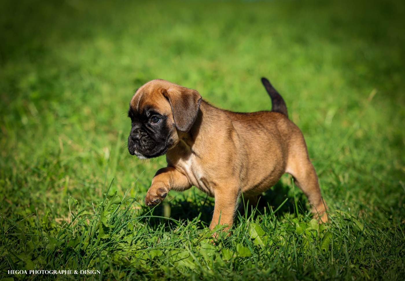 Des Fontaines De Nolibos - Chiots disponibles - Boxer