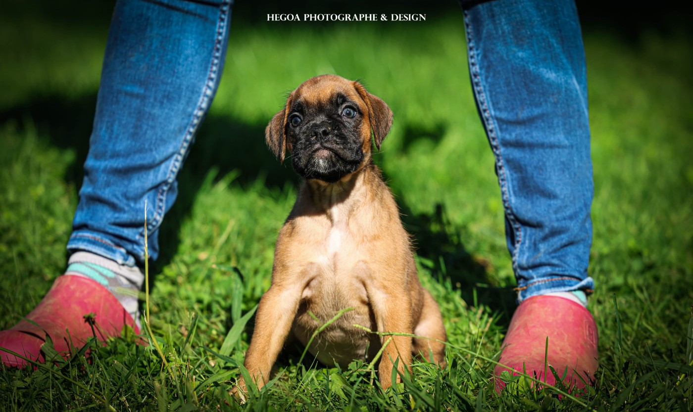 Des Fontaines De Nolibos - Chiots disponibles - Boxer