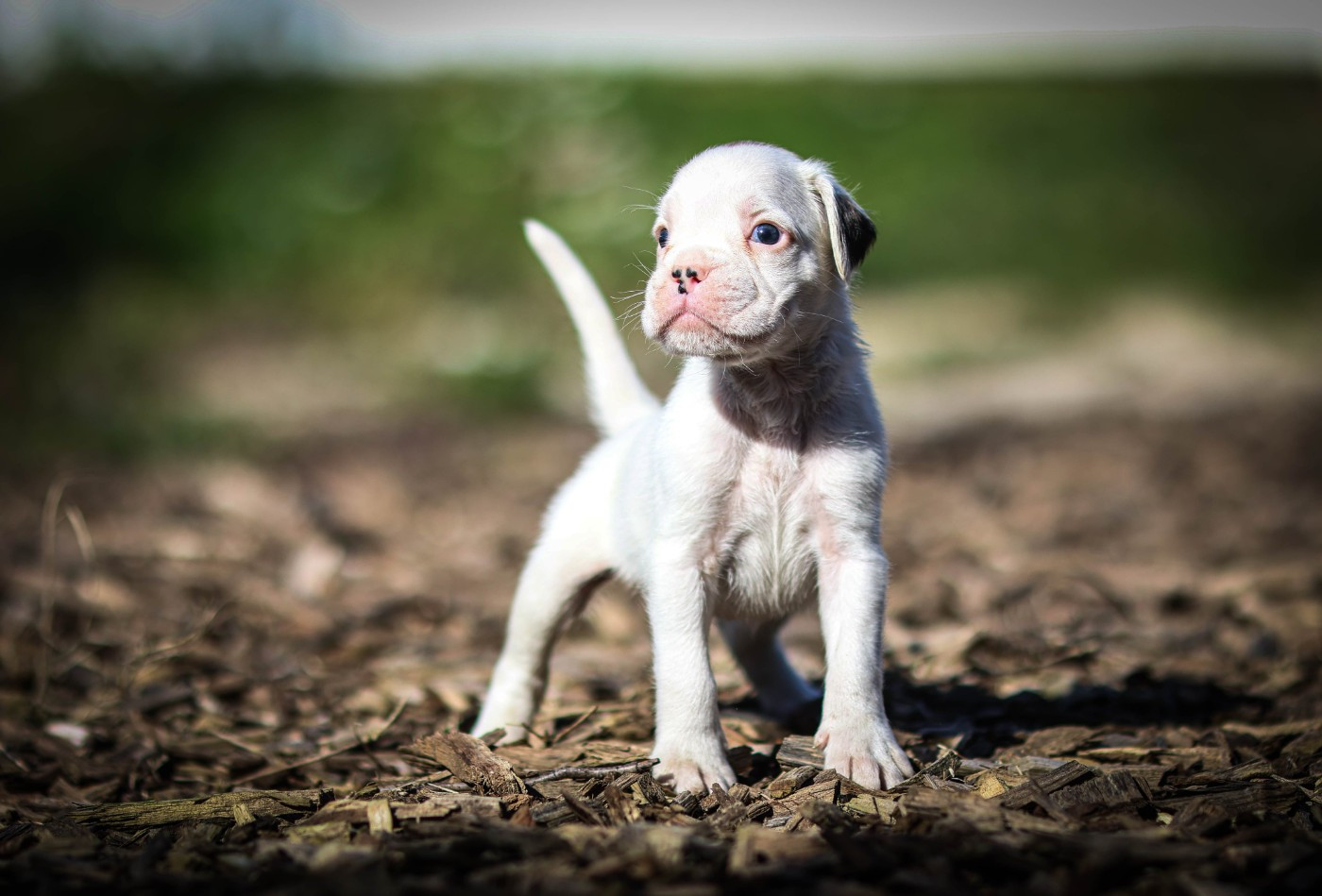 Des Fontaines De Nolibos - Chiots disponibles - Boxer