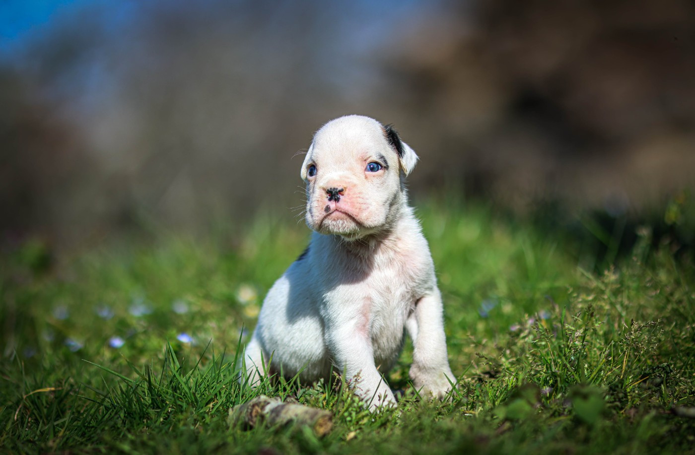 Des Fontaines De Nolibos - Chiots disponibles - Boxer