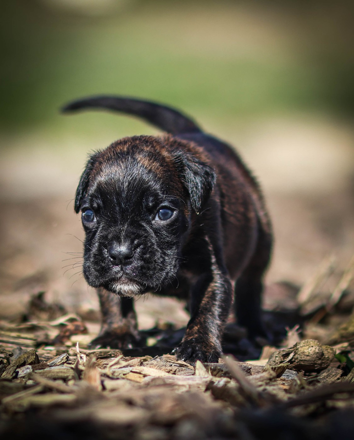 Des Fontaines De Nolibos - Chiots disponibles - Boxer