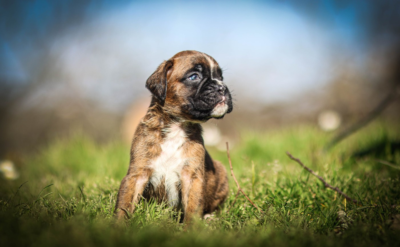 Des Fontaines De Nolibos - Chiots disponibles - Boxer