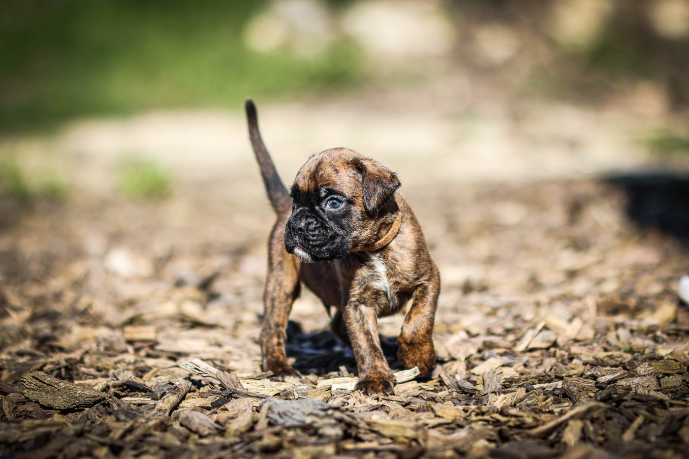 Des Fontaines De Nolibos - Chiots disponibles - Boxer