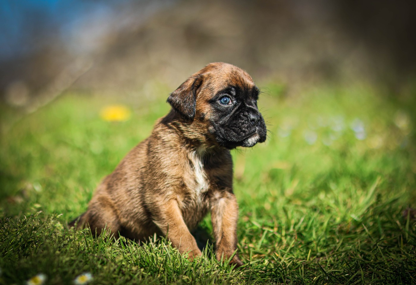 Des Fontaines De Nolibos - Chiots disponibles - Boxer