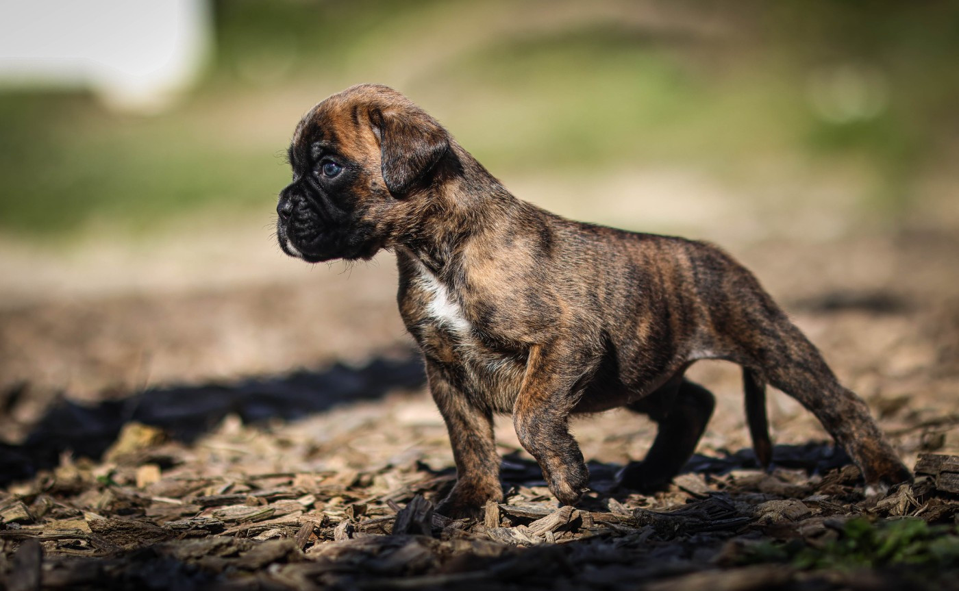 Des Fontaines De Nolibos - Chiots disponibles - Boxer