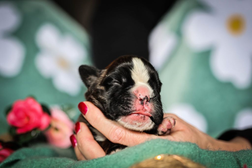 Des Fontaines De Nolibos - Chiots disponibles - Boxer