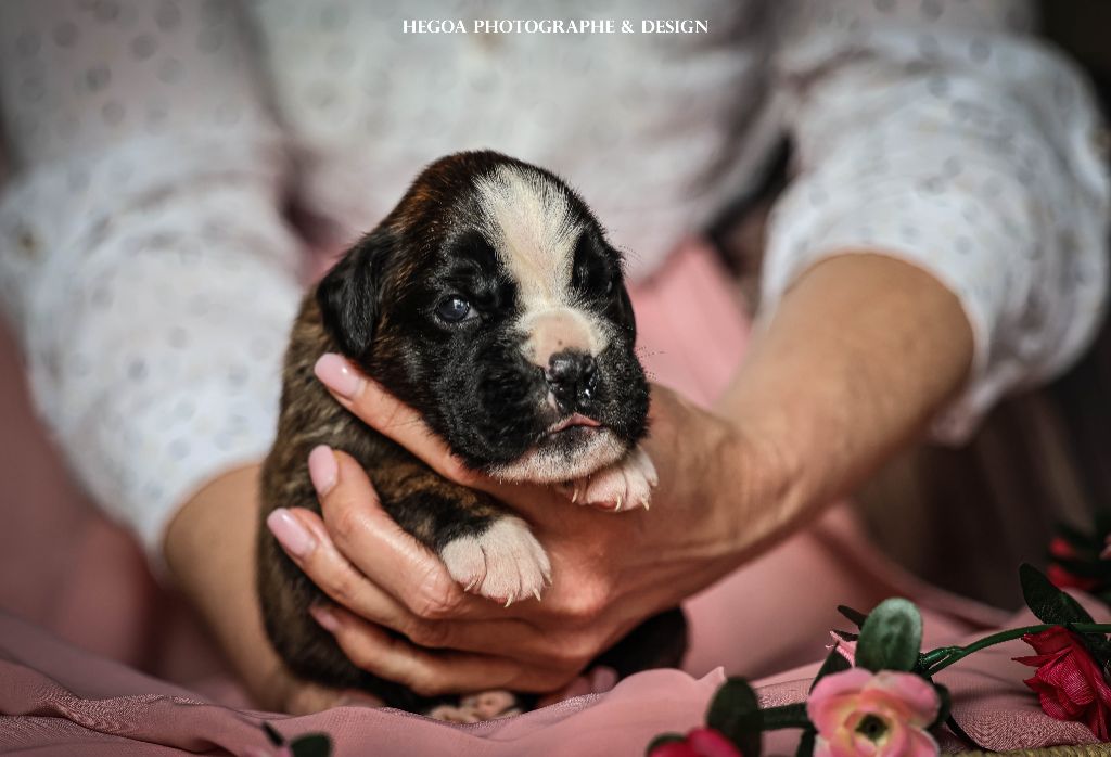 Des Fontaines De Nolibos - Chiots disponibles - Boxer