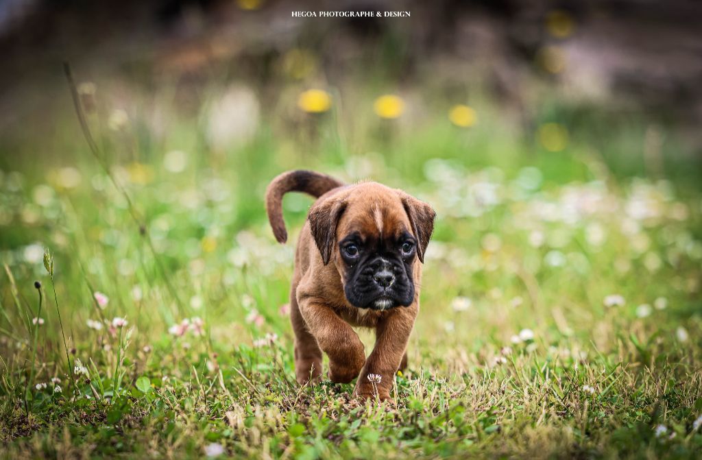 Des Fontaines De Nolibos - Chiots disponibles - Boxer