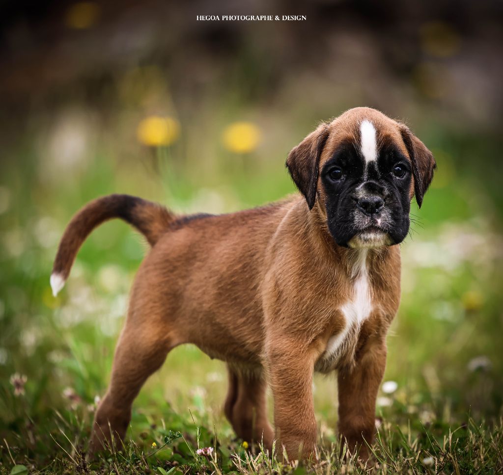 Des Fontaines De Nolibos - Chiots disponibles - Boxer