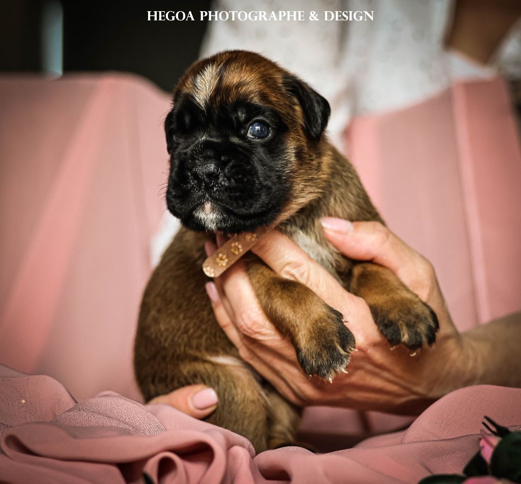 Des Fontaines De Nolibos - Chiots disponibles - Boxer