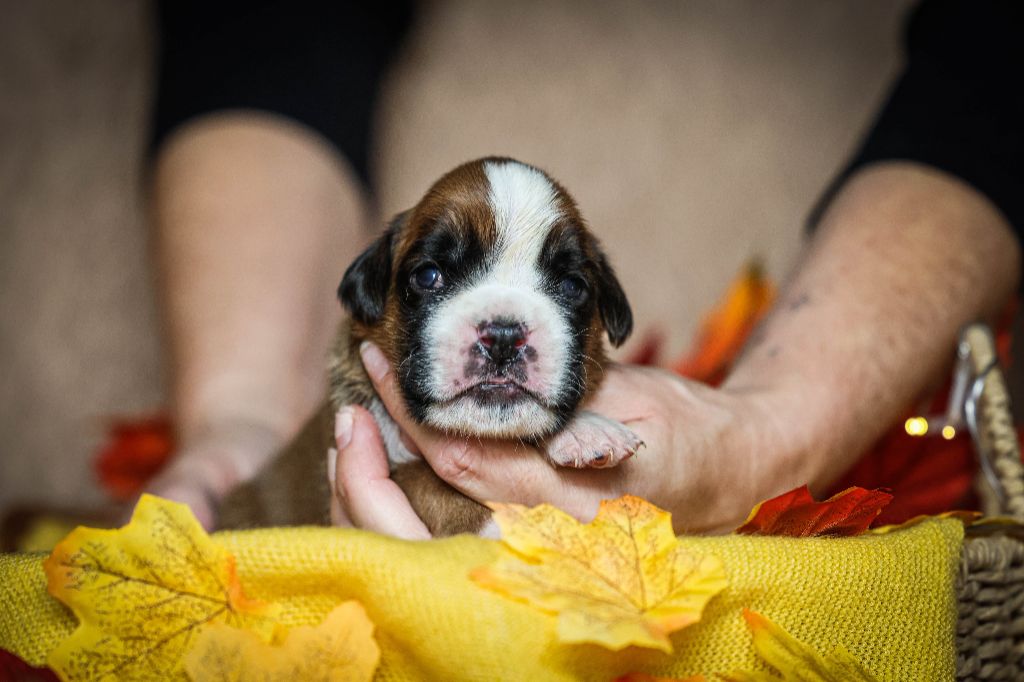 Des Fontaines De Nolibos - Chiots disponibles - Boxer