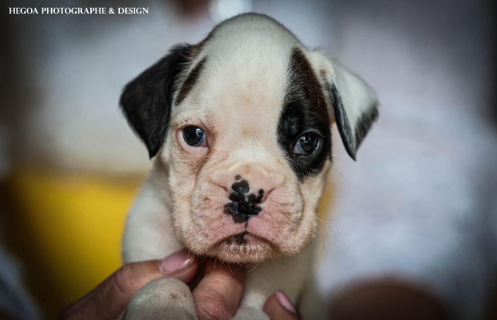 Des Fontaines De Nolibos - Chiots disponibles - Boxer