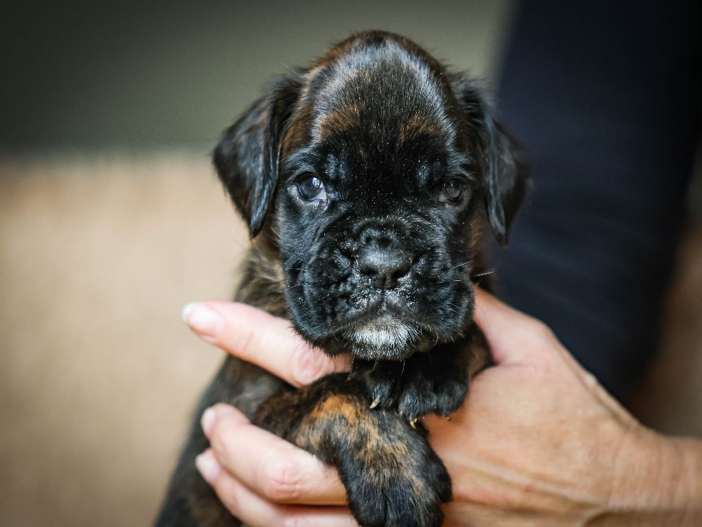 Des Fontaines De Nolibos - Chiots disponibles - Boxer