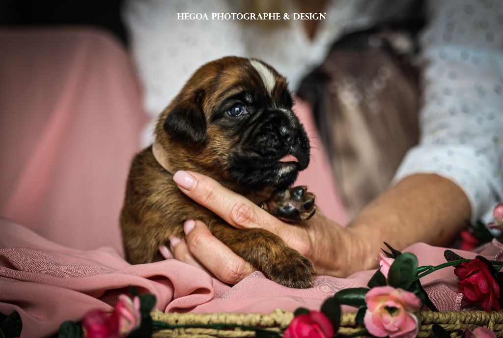 Des Fontaines De Nolibos - Chiots disponibles - Boxer