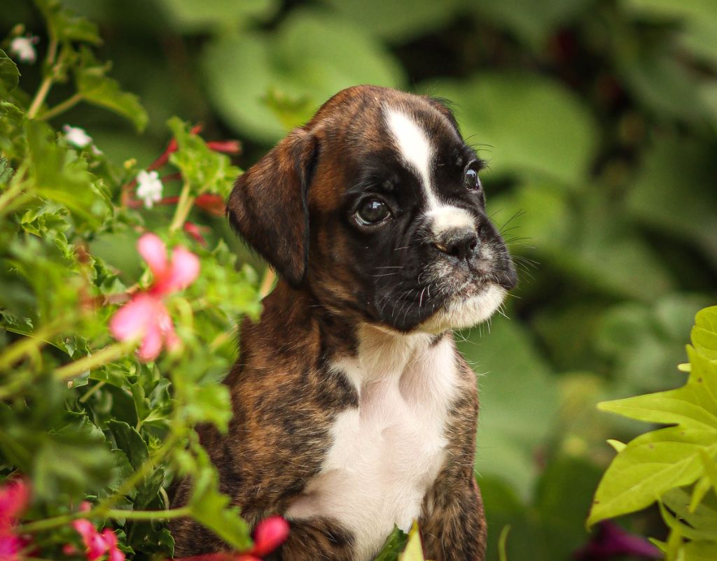 Des Fontaines De Nolibos - Chiots disponibles - Boxer