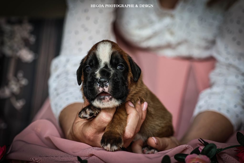 Des Fontaines De Nolibos - Chiots disponibles - Boxer