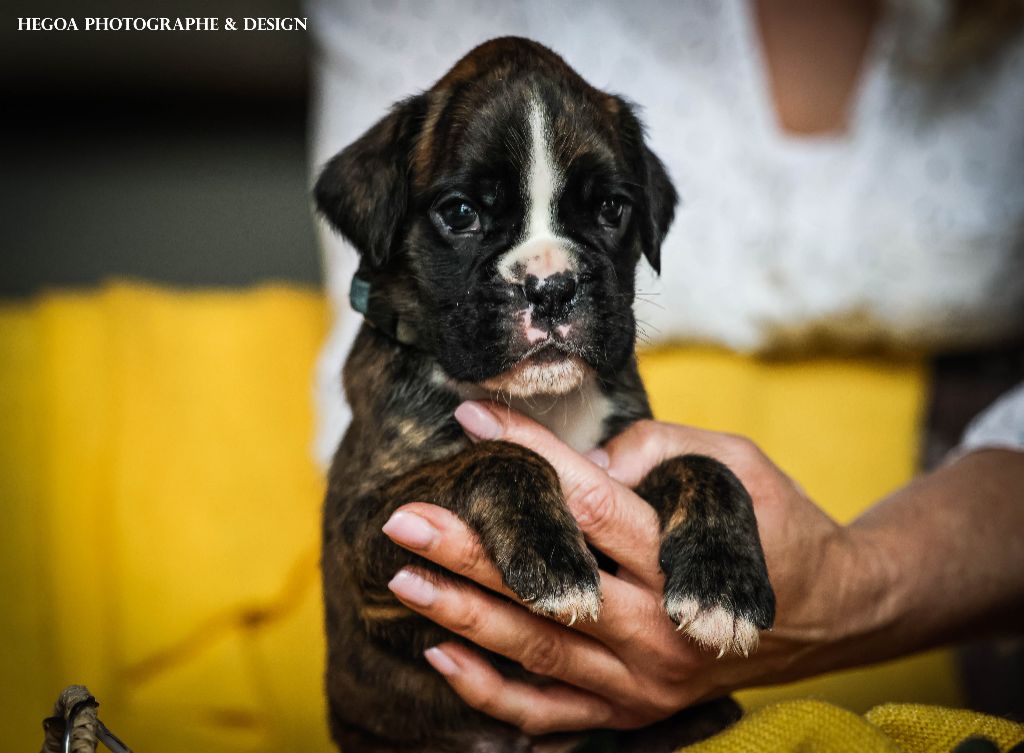 Des Fontaines De Nolibos - Chiots disponibles - Boxer