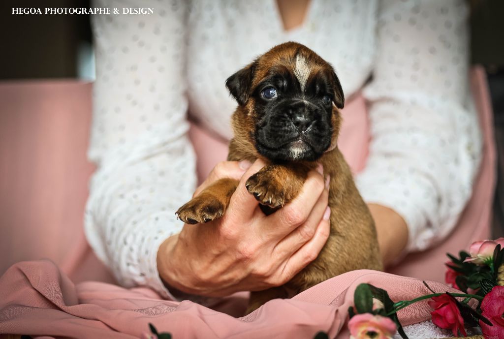 Des Fontaines De Nolibos - Chiots disponibles - Boxer