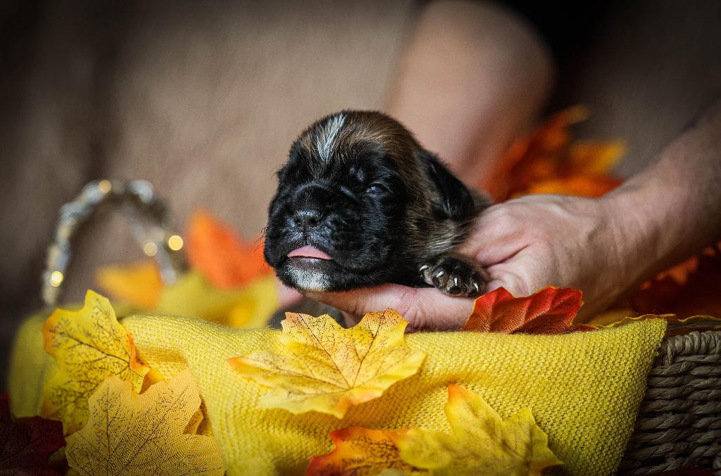 Des Fontaines De Nolibos - Chiots disponibles - Boxer