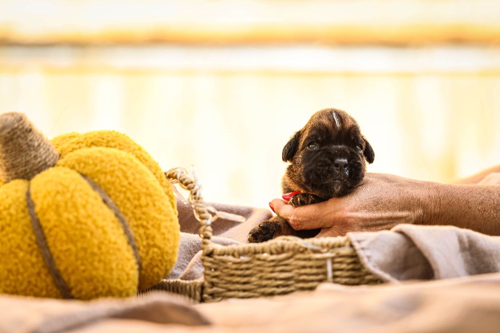 Des Fontaines De Nolibos - Chiots disponibles - Boxer
