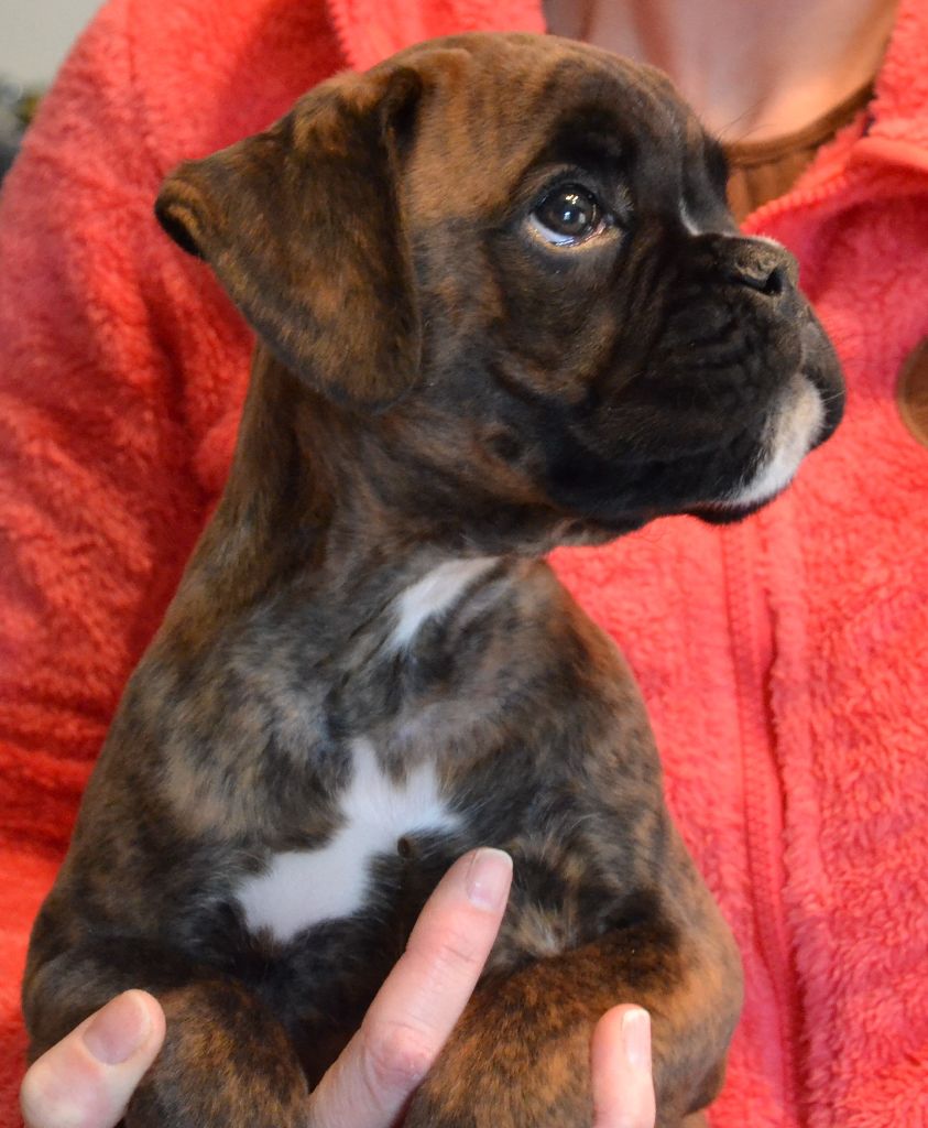 Chiot Boxer Des Fontaines De Nolibos