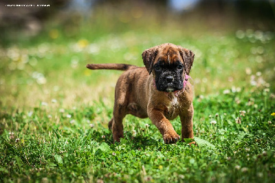 CHIOT 4