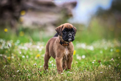 CHIOT 5