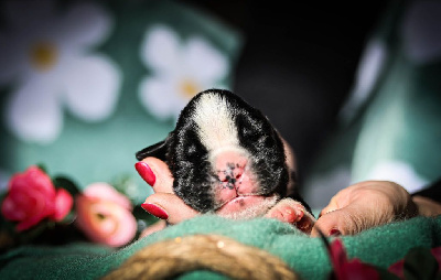 CHIOT 4