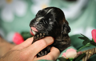 CHIOT 9