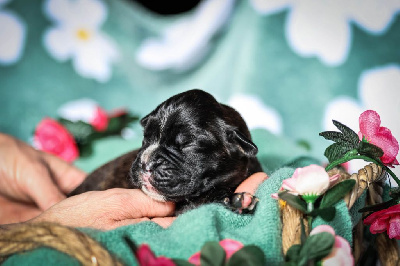 CHIOT 10