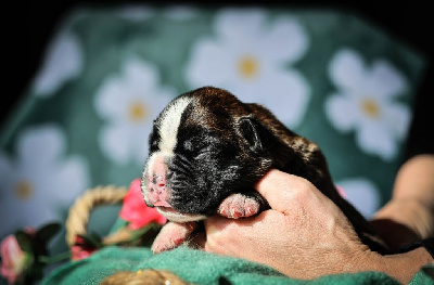 CHIOT 1