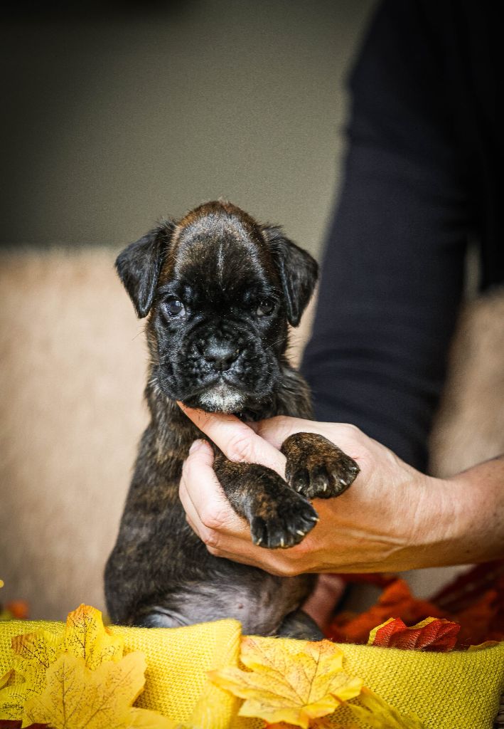 Des Fontaines De Nolibos - Chiots disponibles - Boxer