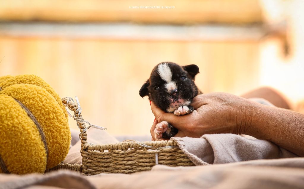 Des Fontaines De Nolibos - Chiots disponibles - Boxer