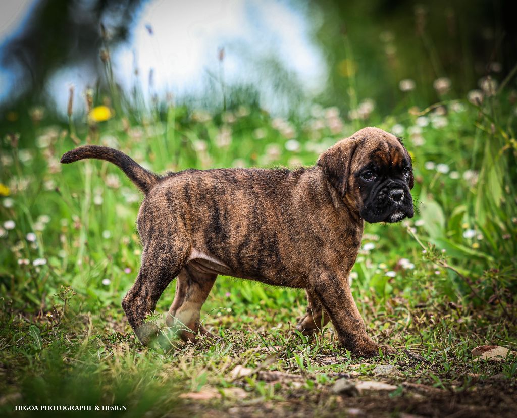 Des Fontaines De Nolibos - Chiots disponibles - Boxer