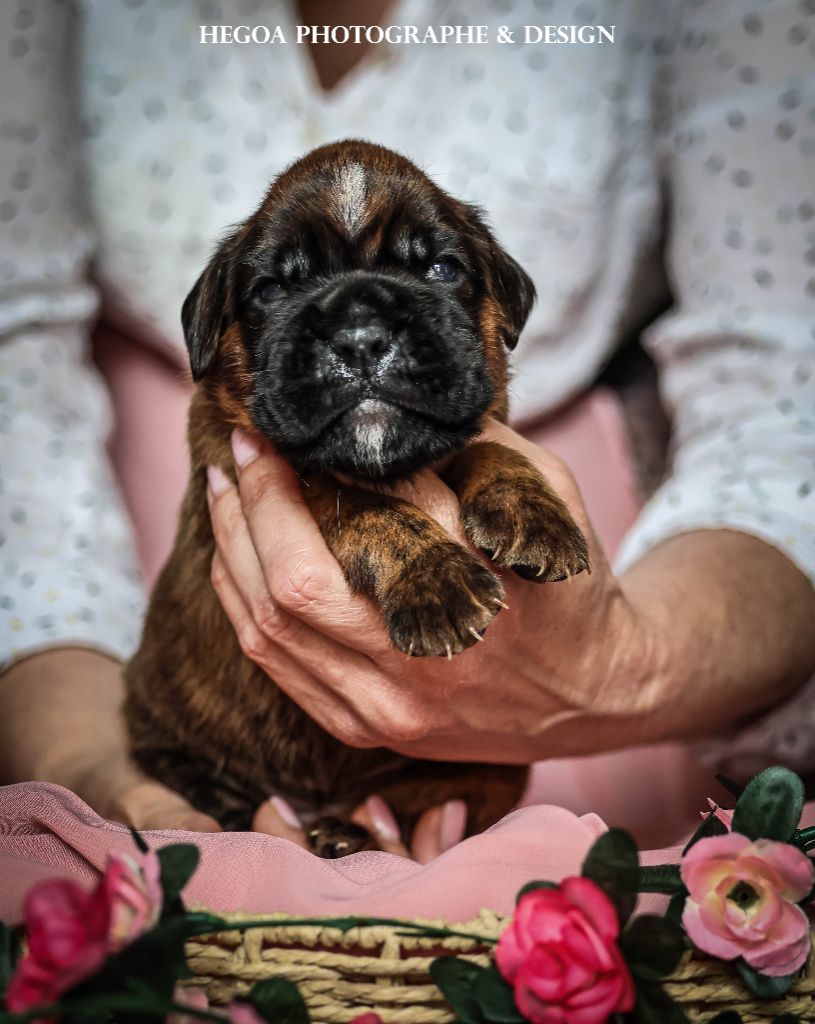 Des Fontaines De Nolibos - Chiots disponibles - Boxer