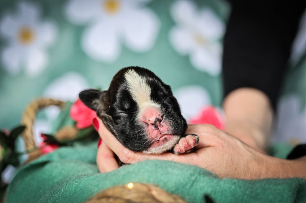 Des Fontaines De Nolibos - Chiots disponibles - Boxer