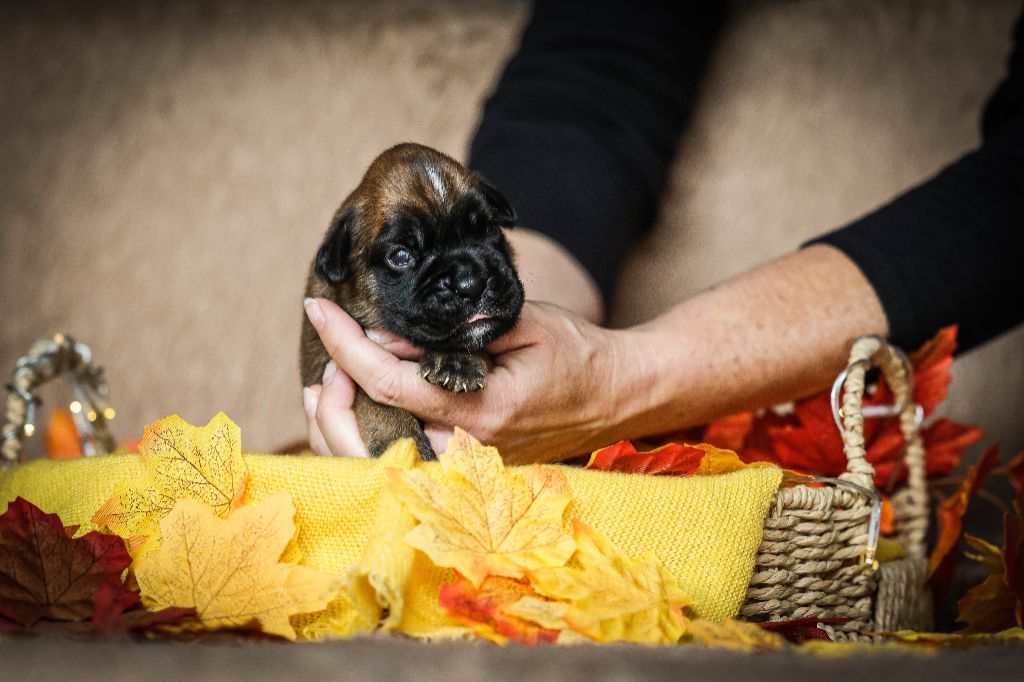 Des Fontaines De Nolibos - Chiots disponibles - Boxer